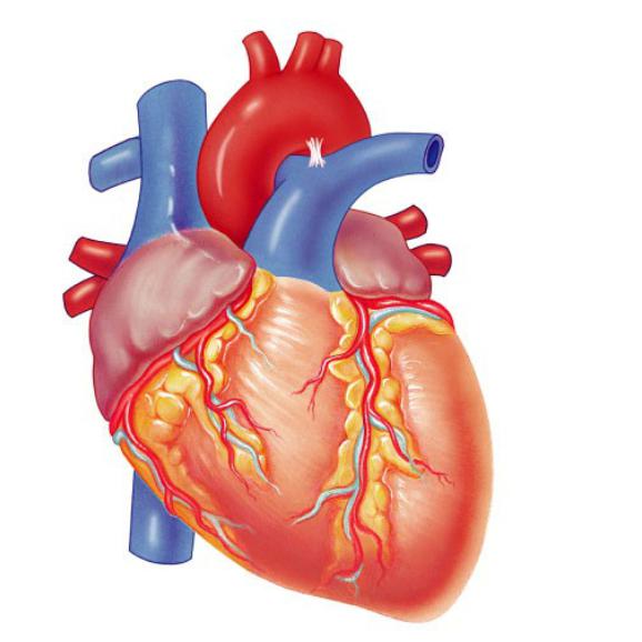 Дифференциальная диагностика врожденных пороков сердца 