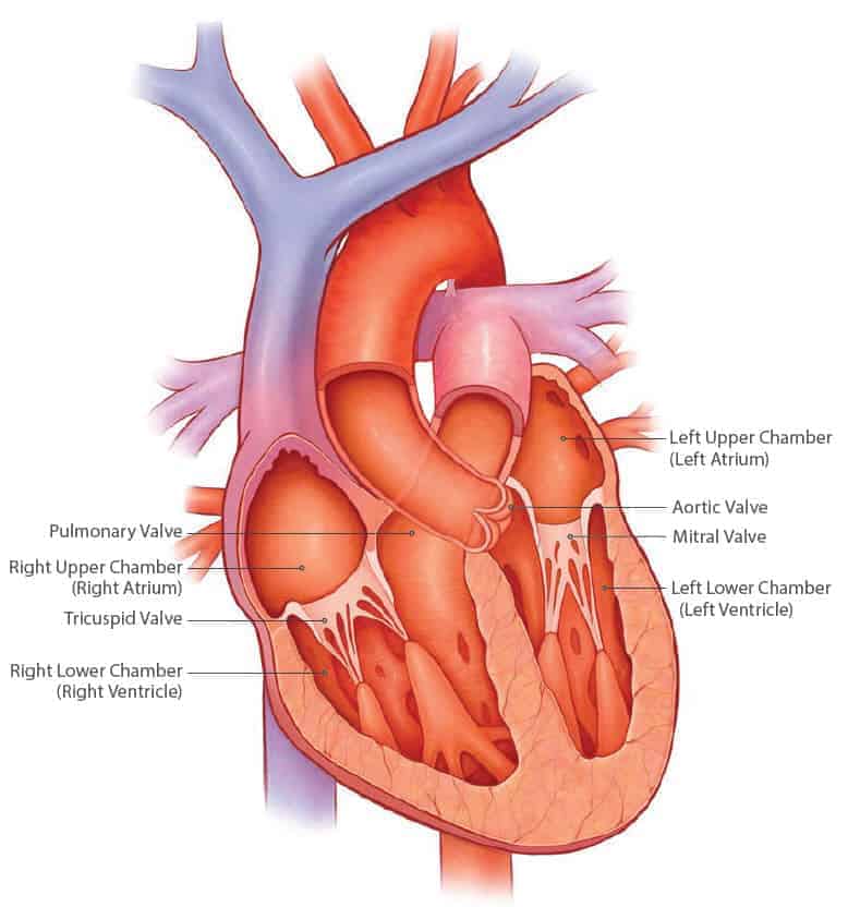 Treatment of non-rheumatic lesions of the heart valves 