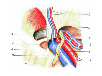 Laparoscopic elimination of inguinal hernias with alloplasty